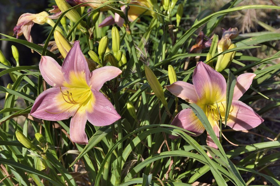 Botanische tuin Kreta