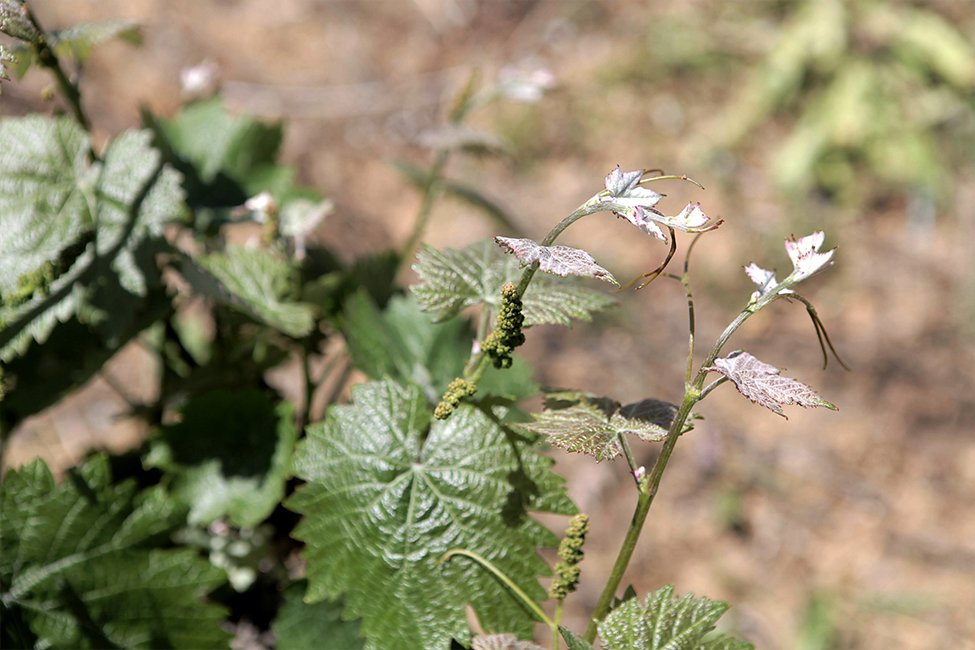 Nestor Winery Peloponnesos