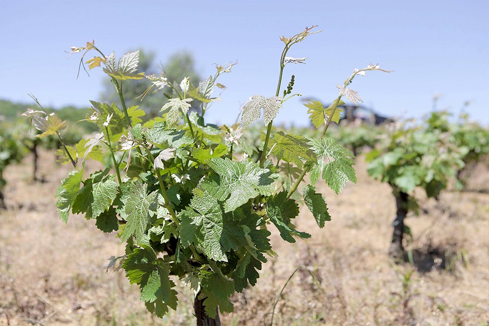 Nestor Winery Peloponnesos