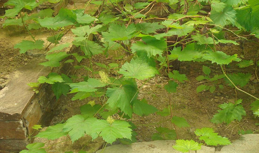 Wijnmuseum Samos-stad