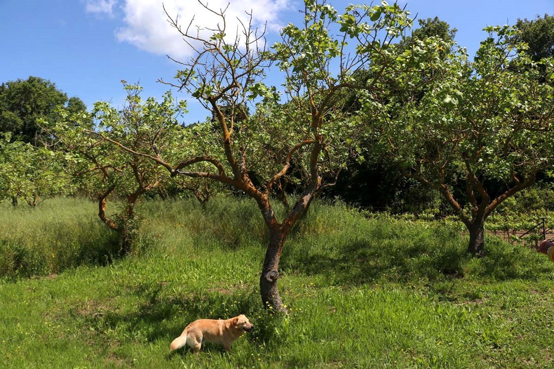 Charitatos Kefalonia