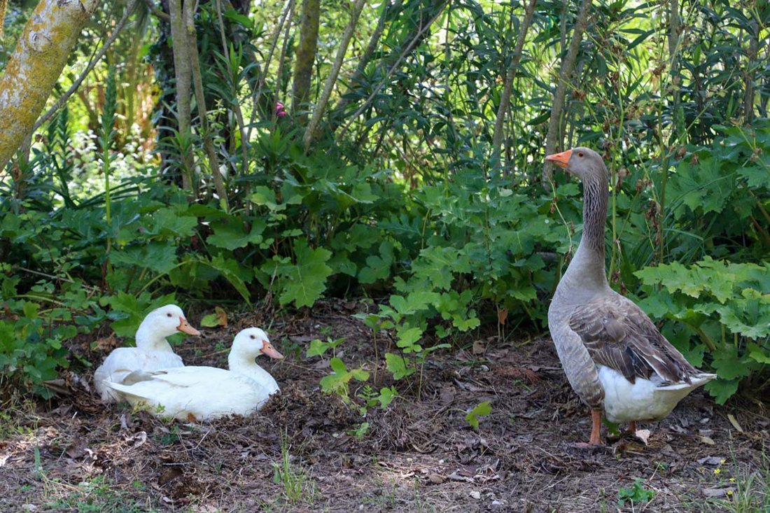 Charitatos Kefalonia