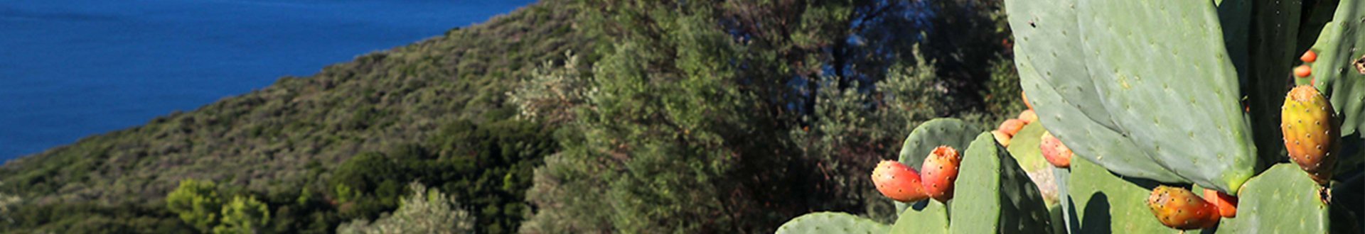 Cactusvijg plant BANT