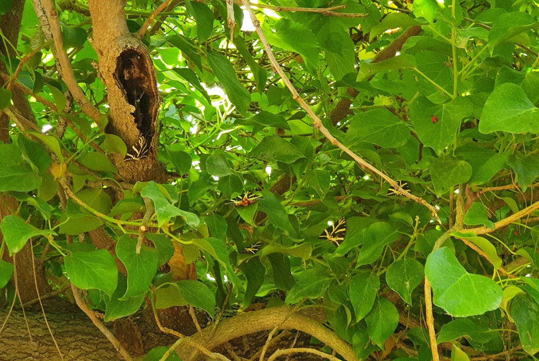 Paros buuterflies nature reserve (1).jpg