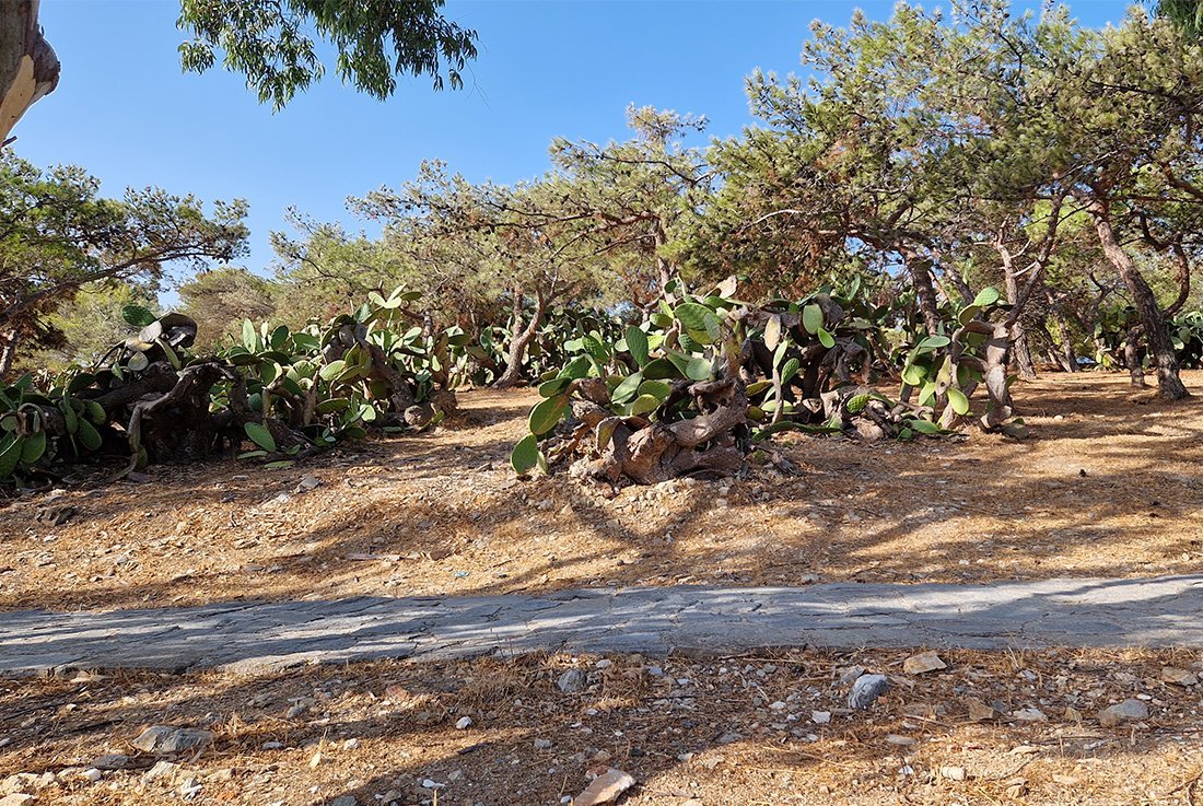 Paros marpissa (16).jpg