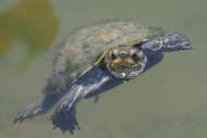 twee slangen - potokaki beach_waterschildpad klaproos (1).jpg