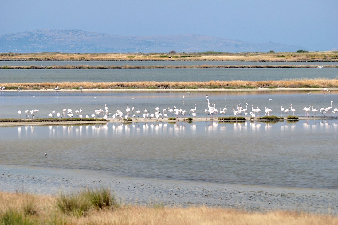 lb_flamingos_ag (2).jpg