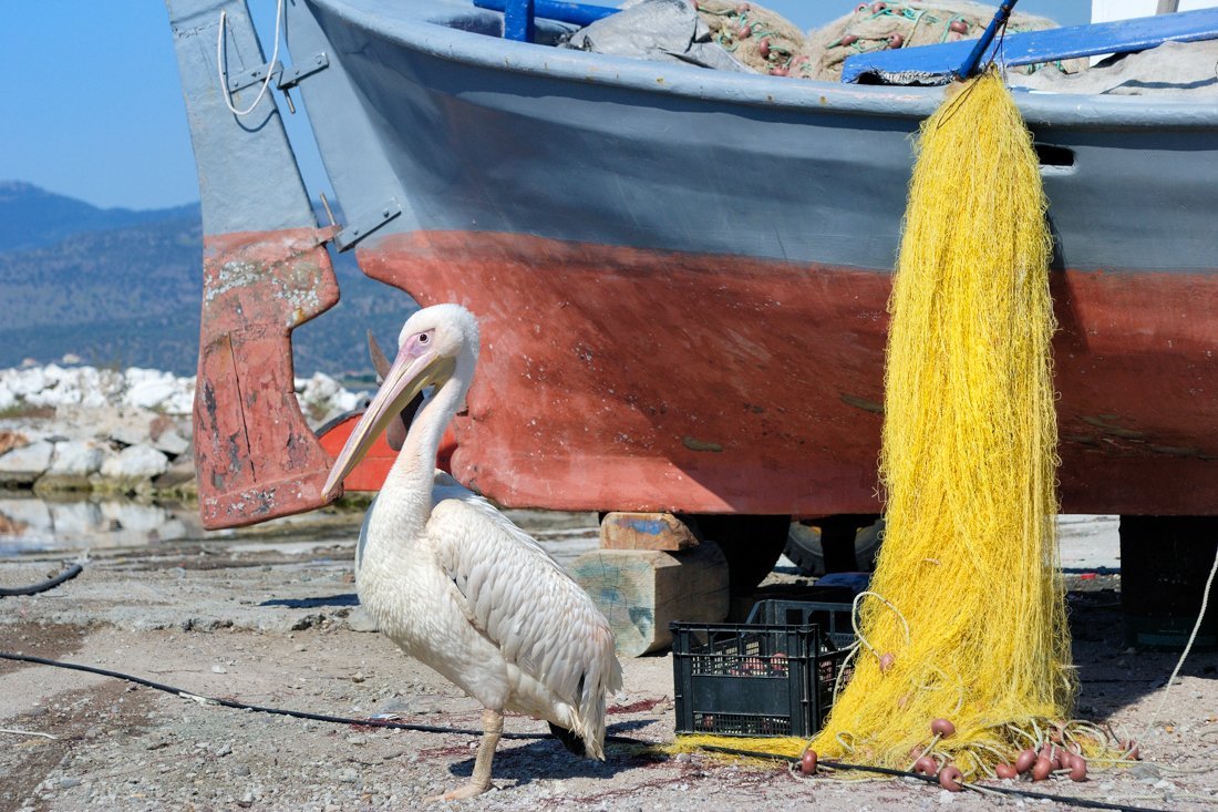 lb_kaloniskala_ag (1).jpg