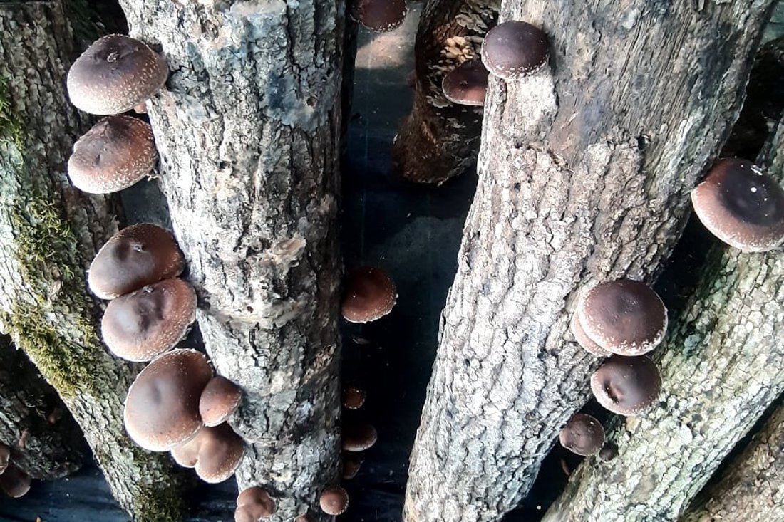 paddenstoelen_ei (9).jpg