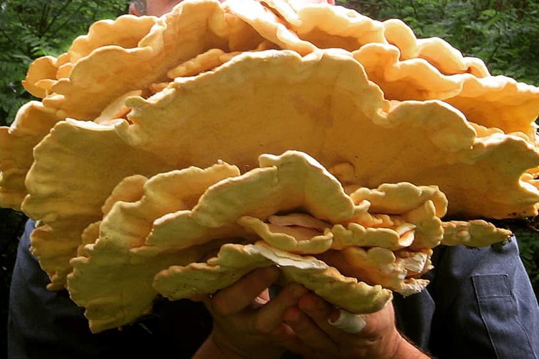 paddenstoelen_ei (3).jpg