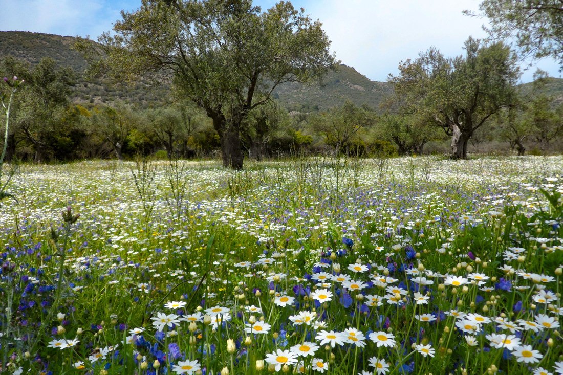 lesbos_fotosgasten (25).jpg