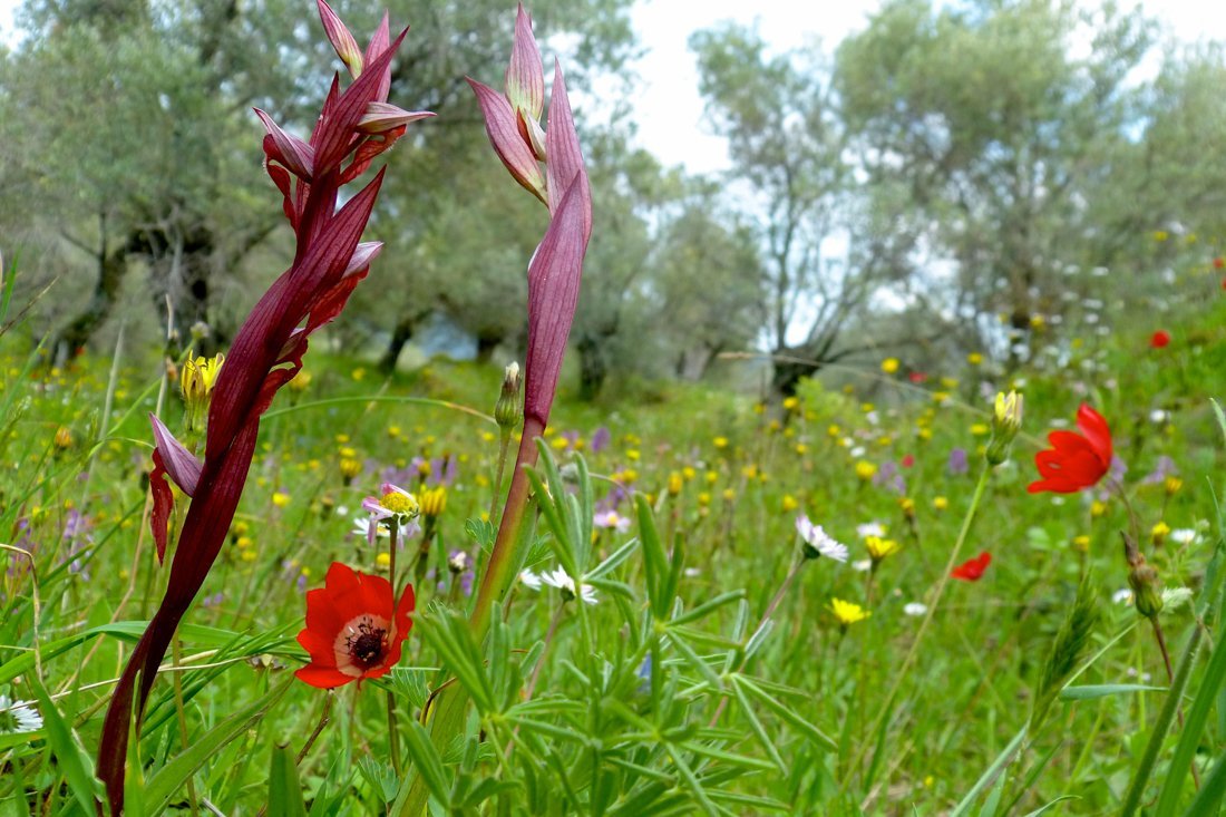 lesbos_fotosgasten (31).jpg