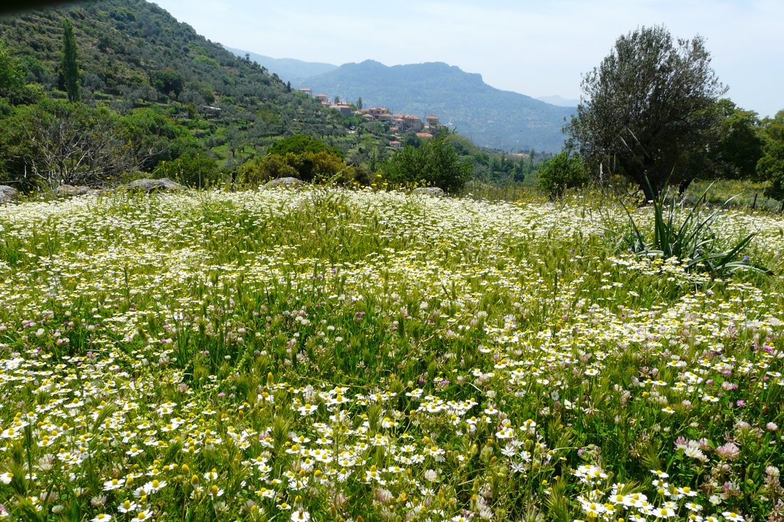 lesbos_fotosgasten (13).jpg