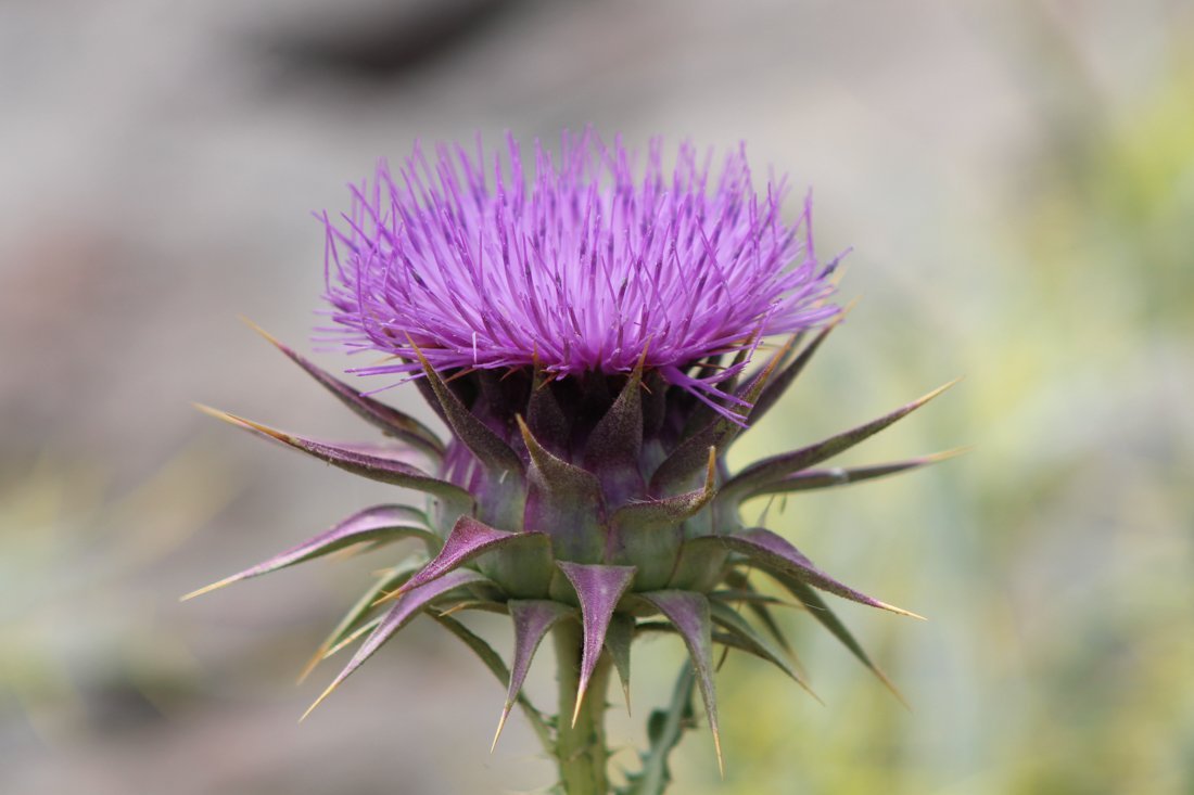 lesbos_fotosgasten (27).jpg