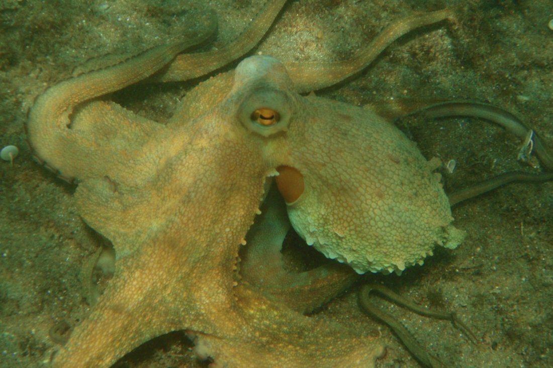 lesbos_fotosgasten (11).jpg