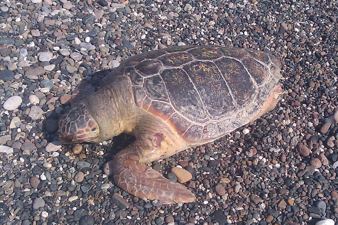 lesbos_fotosgasten (16).jpg