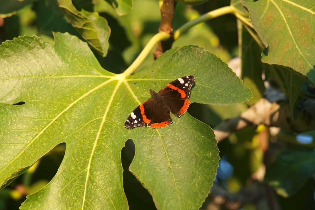 lesbos_fotosgasten (21).jpg