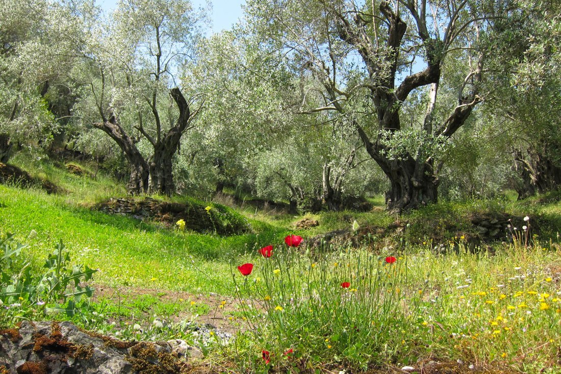 lesbos_fotosgasten (23).jpg