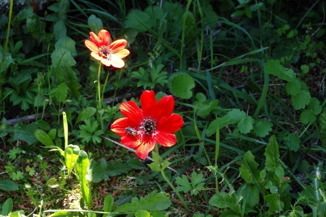 lesbos_fotosgasten (29).jpg