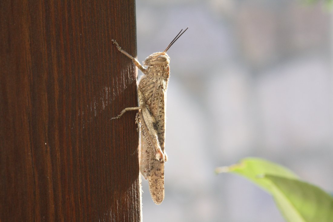 lesbos_fotosgasten (17).jpg