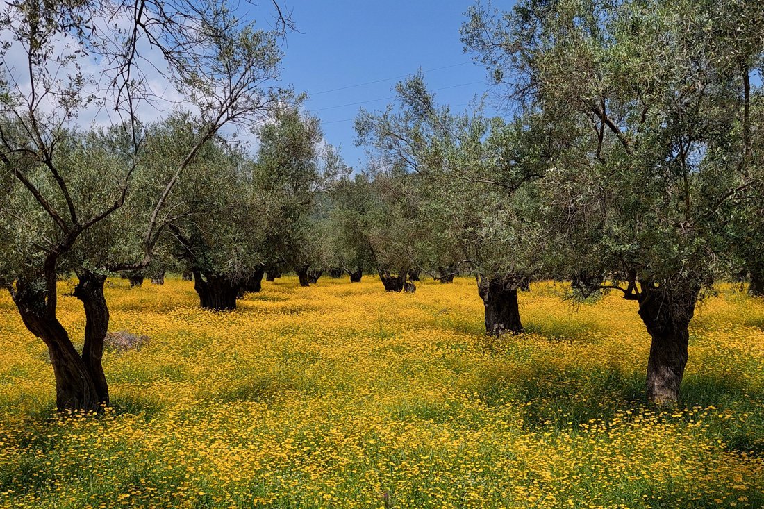 lesbos_fotosgasten (1).jpg