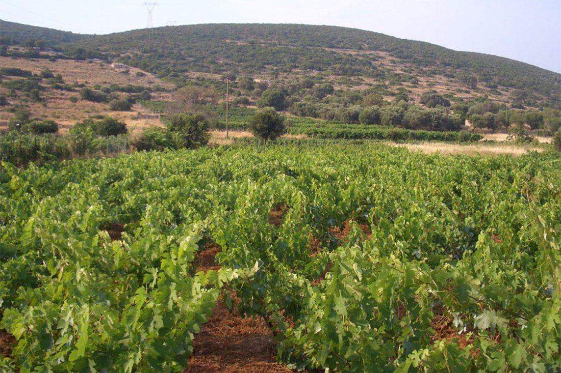 lefkaditi_gi_eigenaar (10).jpg