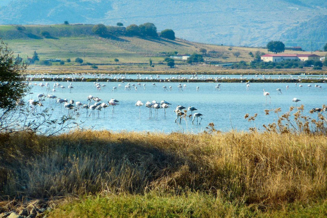 vogels_lesbos_fotovangasten (1).jpg