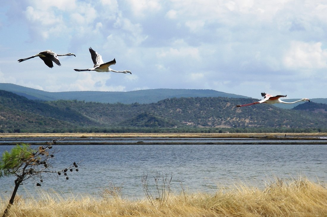 vogels_lesbos_fotovangasten (3).jpg