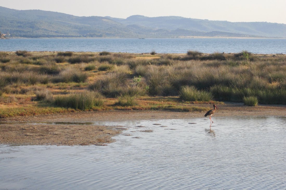 vogels_lb_fotosgasten (7).jpg