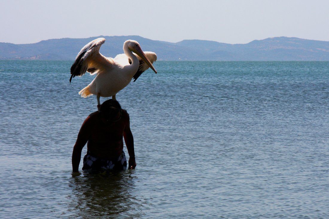 vogels_lb_fotosgasten (2).jpg