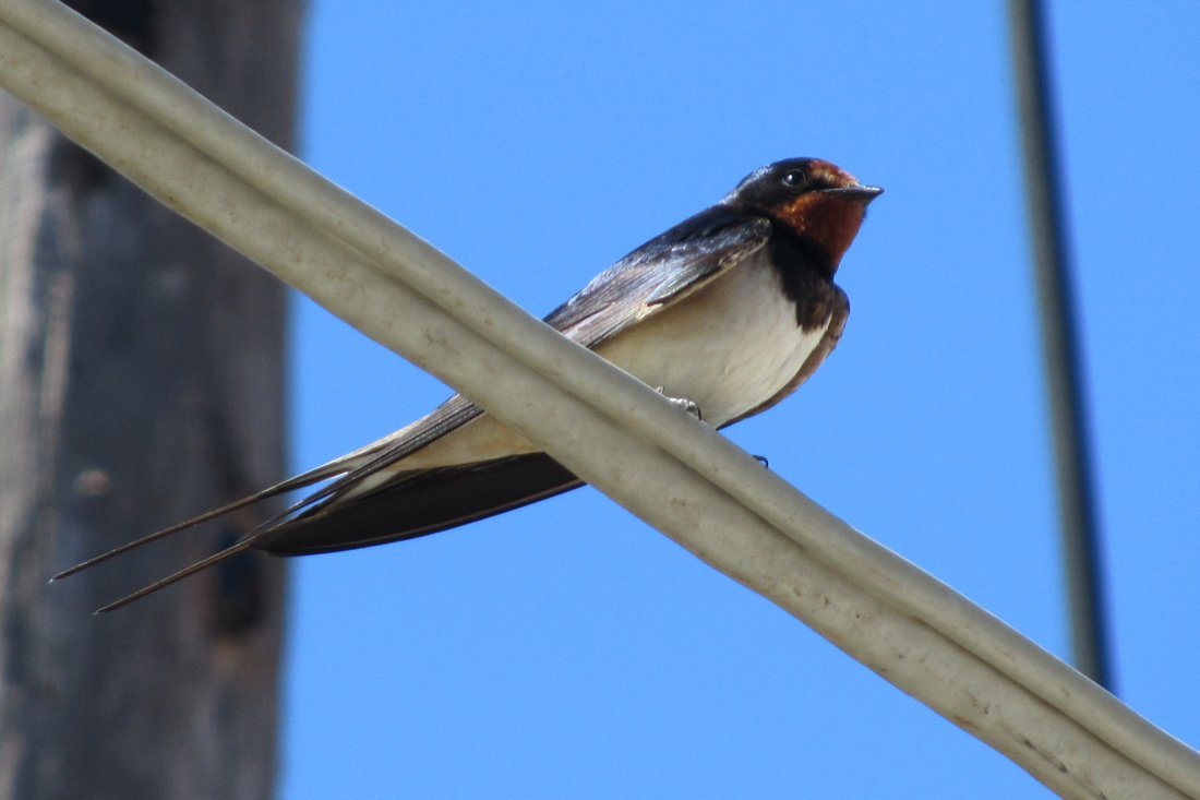 vogels_lb_fotosgasten (3).jpg