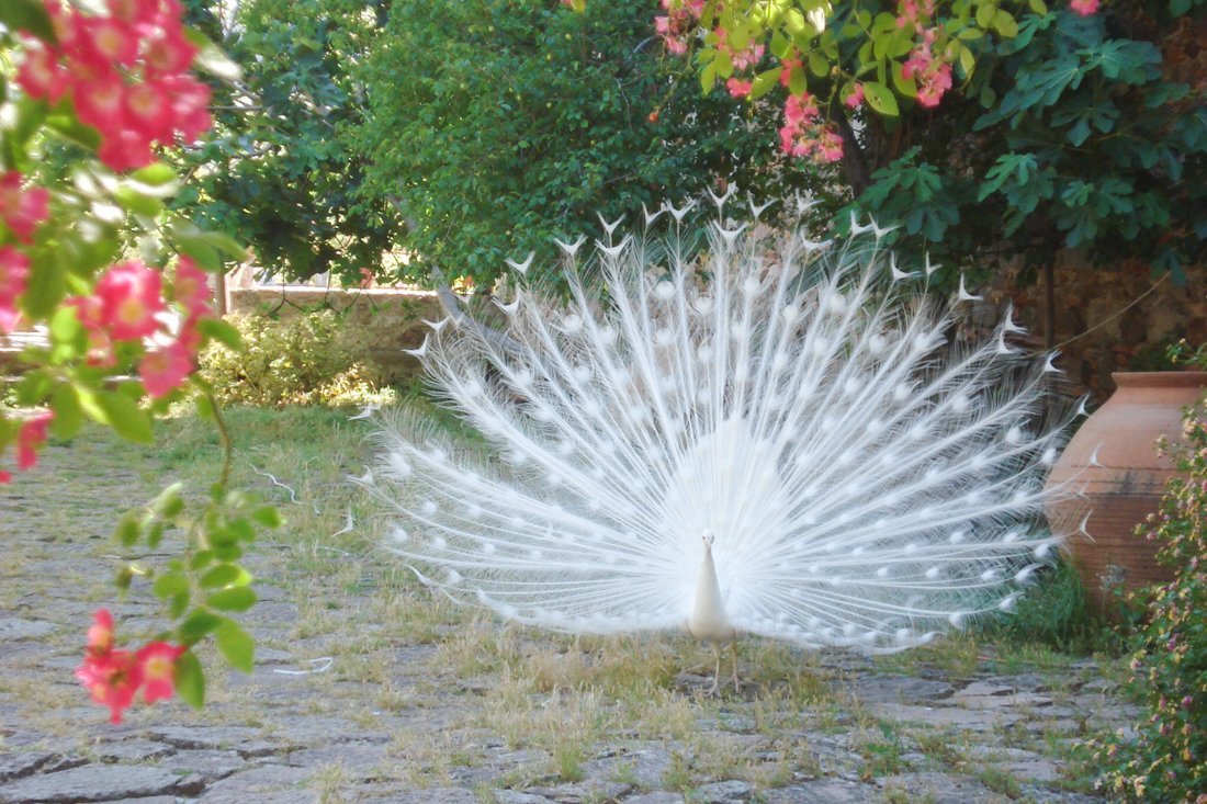 vogels_lb_fotosgasten (4).jpg