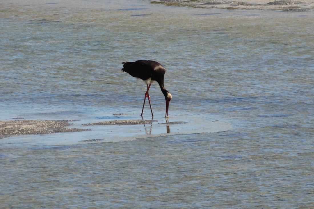 vogels_lb_fotosgasten (5).jpg