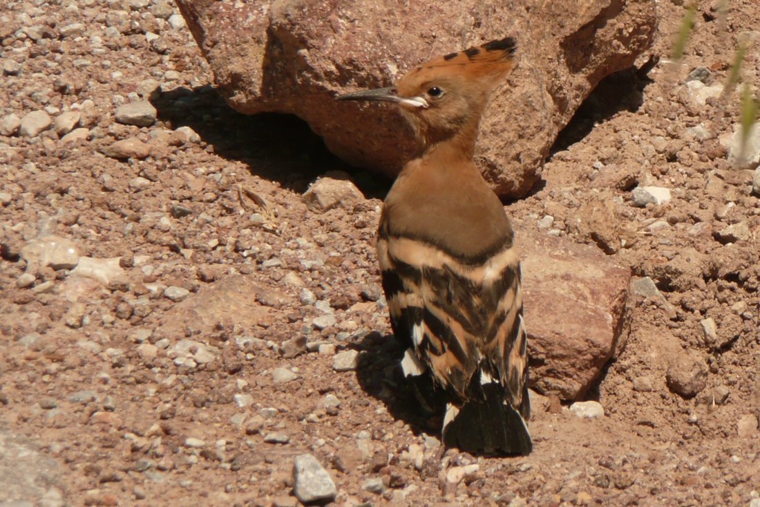 vogels_lb_fotosgasten (1).jpg