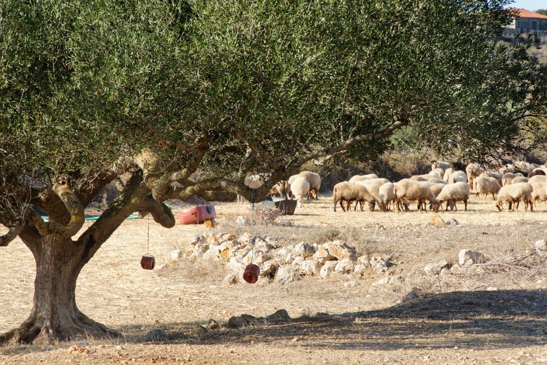 kf_lixouri_ag (1).jpg