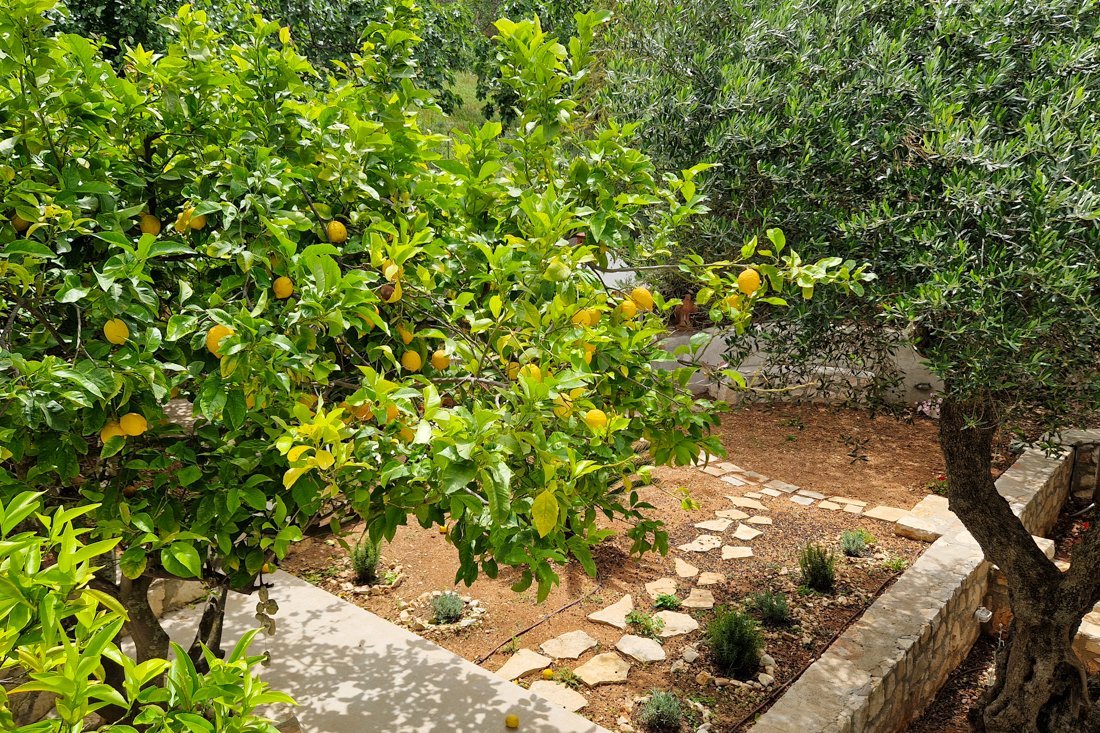 it_perachori_24_cb (21).jpg