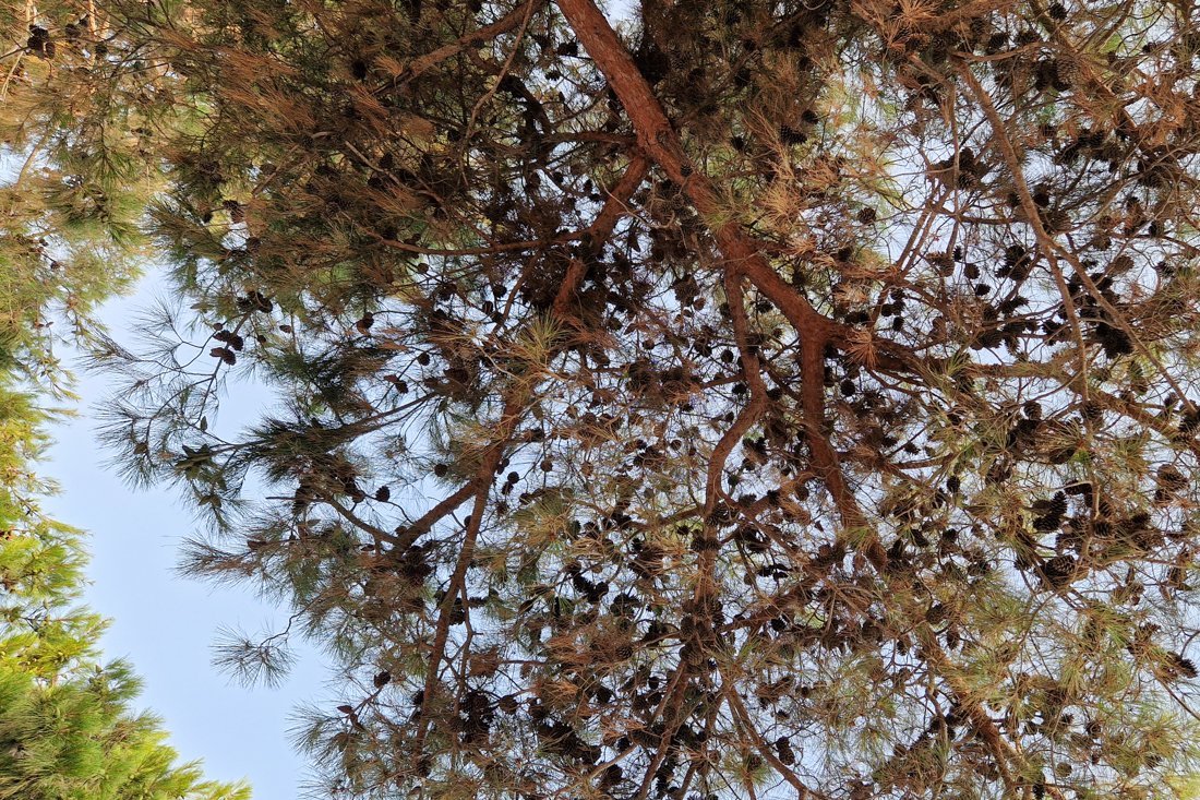 pogonia_24_cb (51).jpg