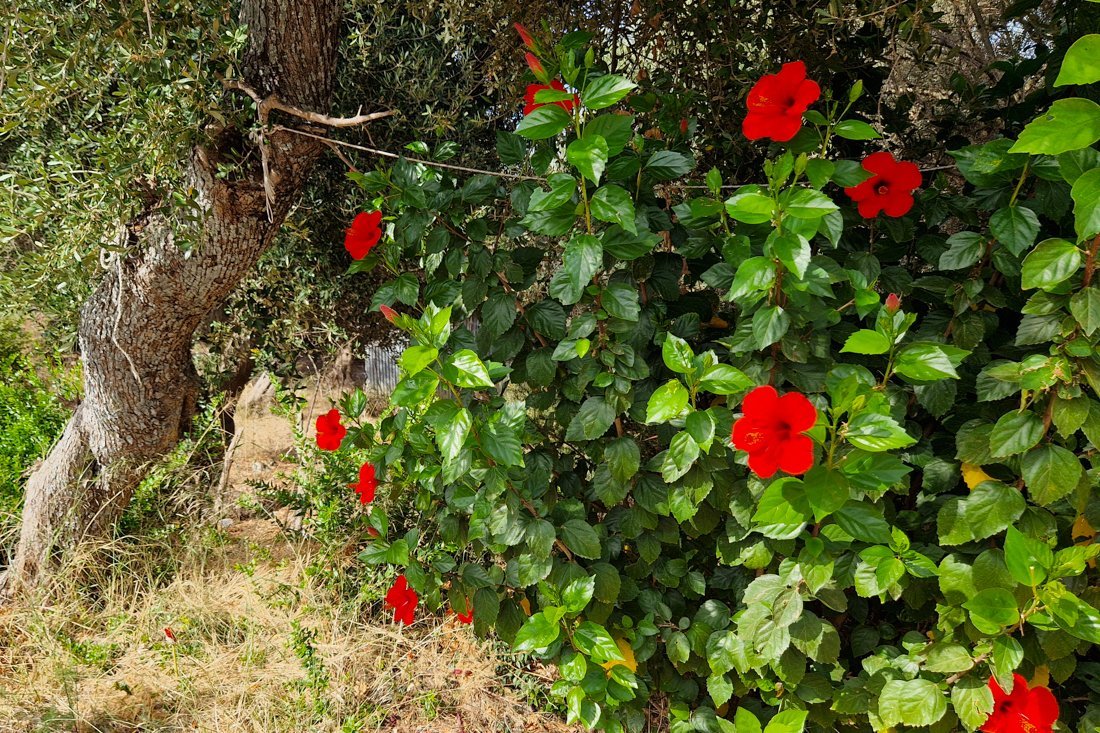 pogonia_24_cb (77).jpg