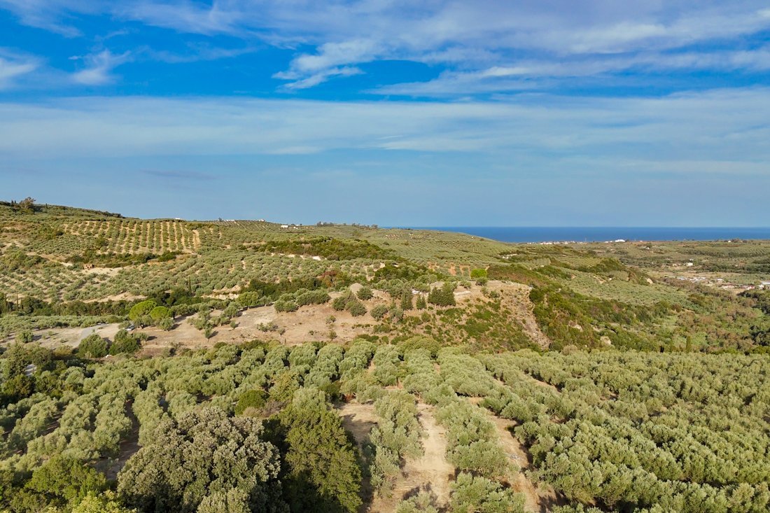 pe_peristeria_fr (2).jpg