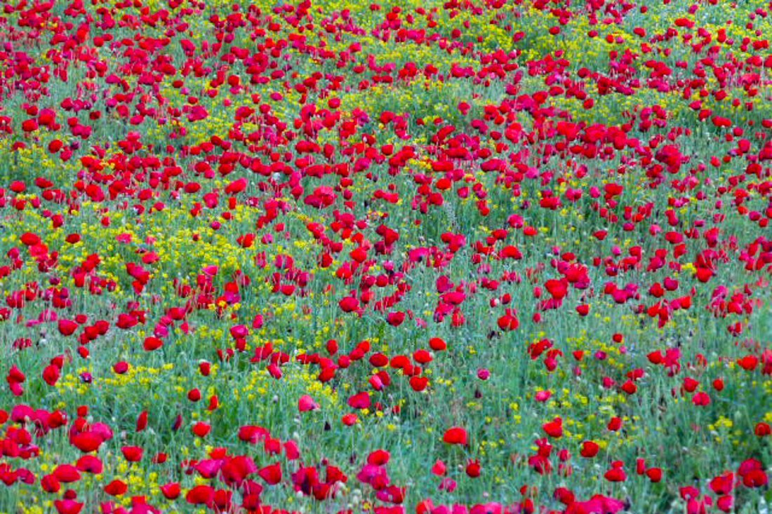 nachtegaalvallei_fotogasten (8).jpg