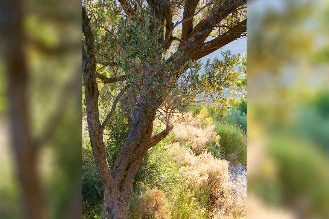 nachtegaalvallei_fotogasten (6).png