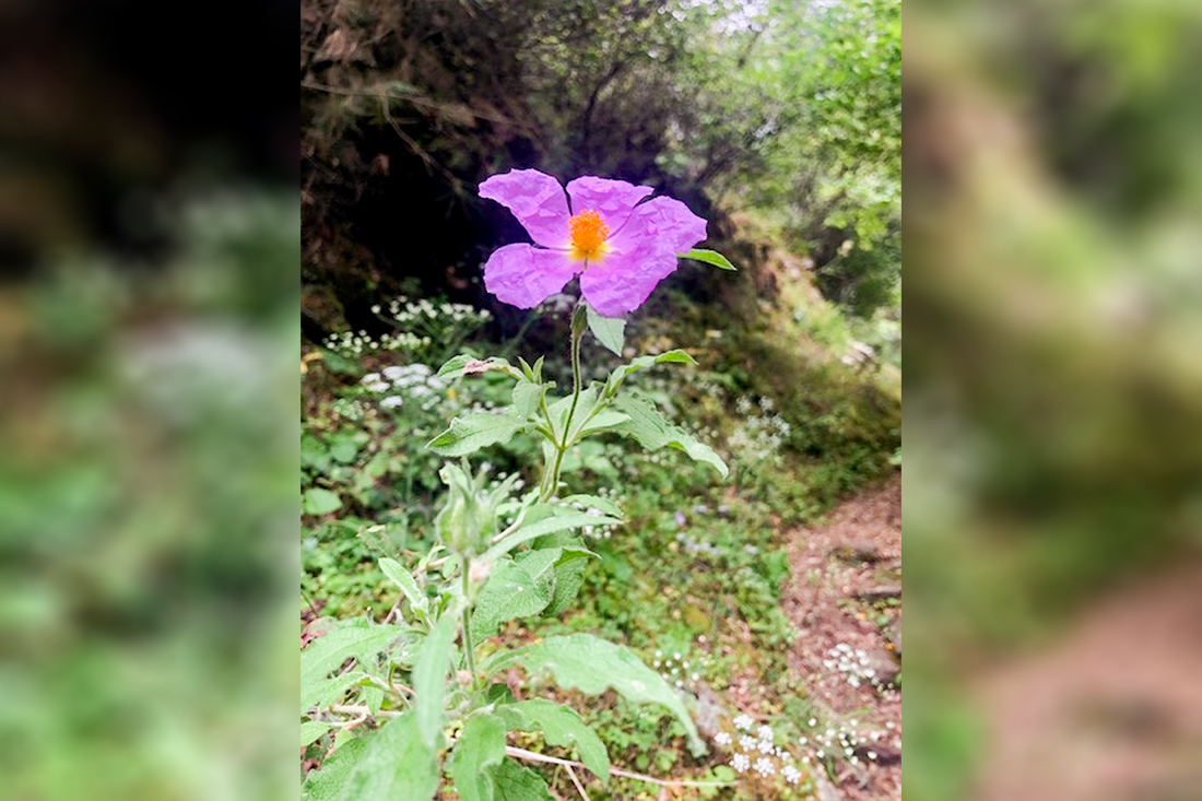 nachtegaalvallei_fotogasten (3).png