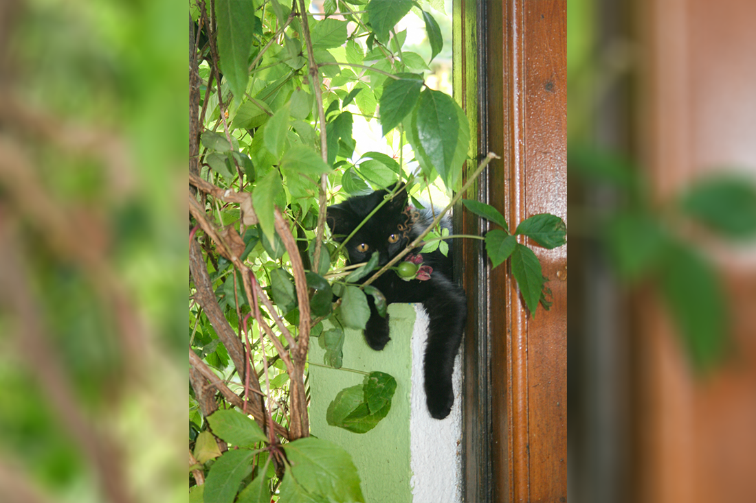 nachtegaalvallei_fotogasten (4).png