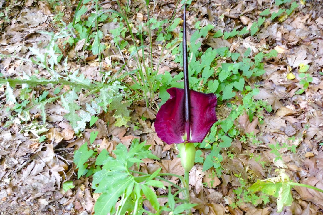 nachtegaalvallei_fotogasten (5).jpg