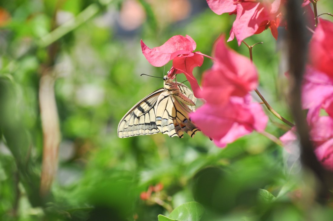 nachtegaalvallei_fotogasten (1).jpg