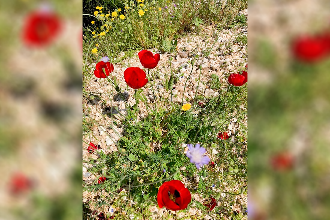 nachtegaalvallei_fotogasten (2).png