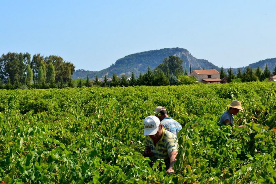 za_grampsas_winery_ovf (17).jpg