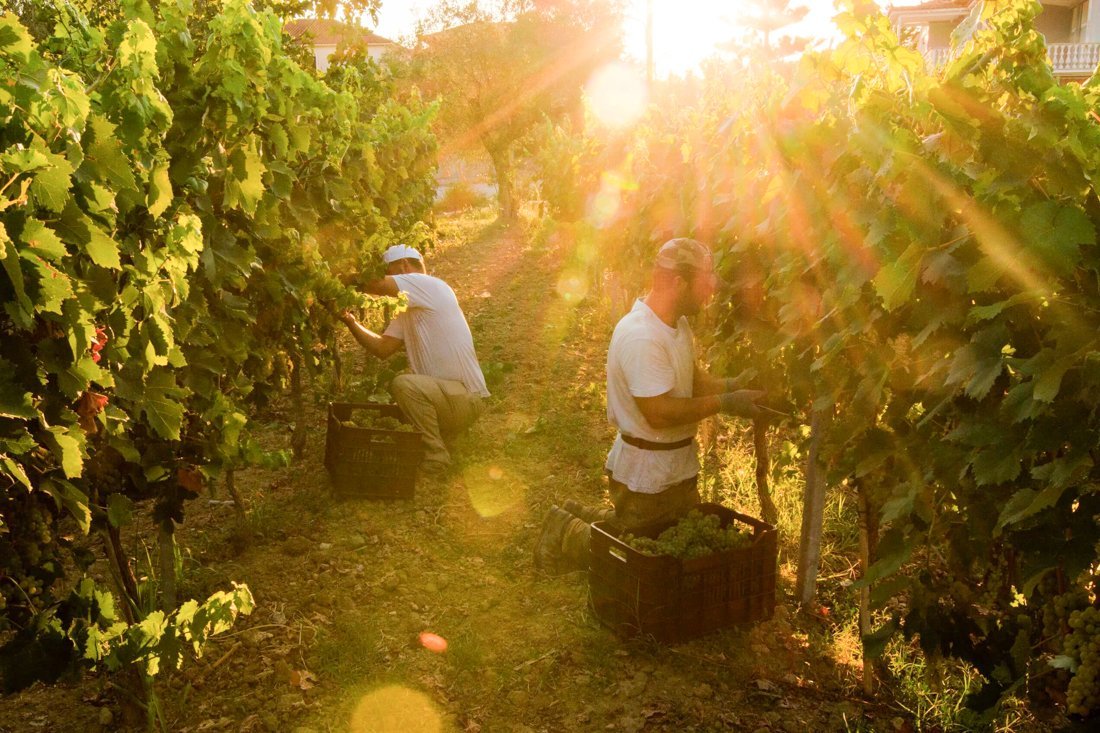 za_grampsas_winery_ovf (12).jpg