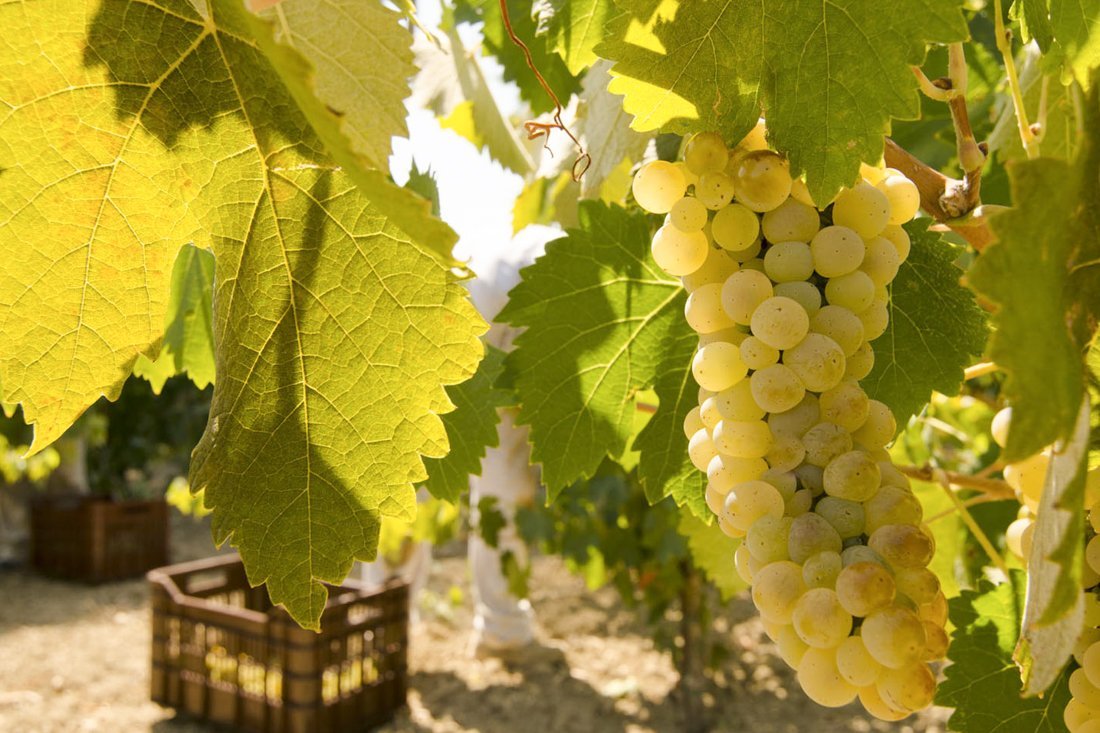 za_grampsas_winery_ovf (16).jpg