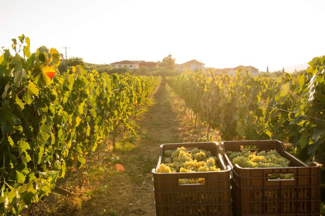 za_grampsas_winery_ovf (13).jpg